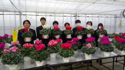 シクラメン販売用